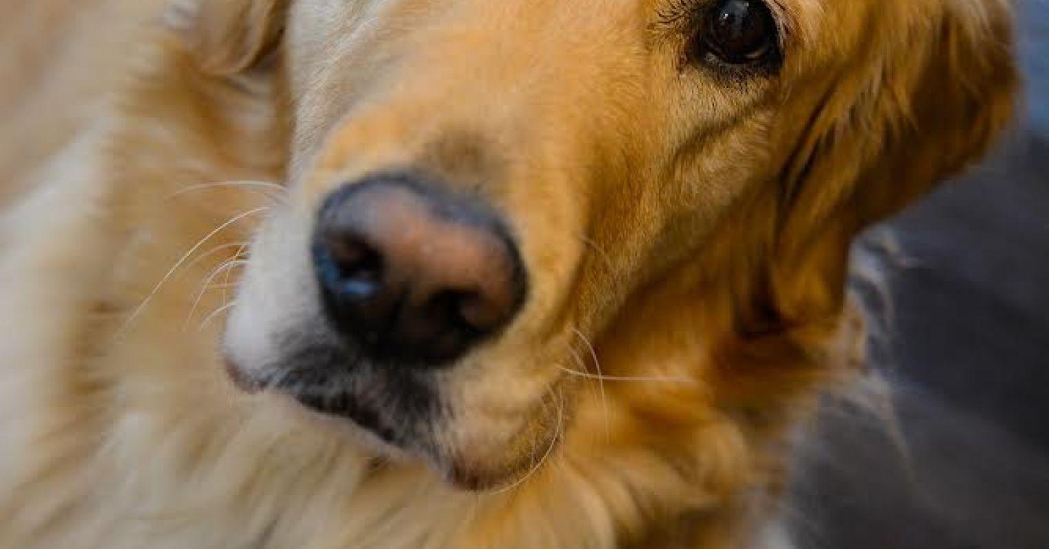 5 سمات للرفيق المثالي للكلاب