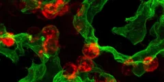 مفتاح الشفاء الذاتي في الرئة: اكتشافات جديدة من Mayo Clinic مفتاح الشفاء الذاتي في الرئة: اكتشافات جديدة من Mayo Clinic
