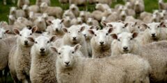 الأرضية القوية للانتماء في العمل الأرضية القوية للانتماء في العمل