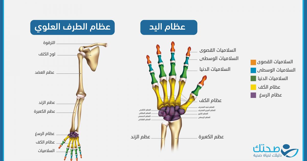 تعرّف على تركيب عظام اليد وكيف تعمل بتناسق مذهل
