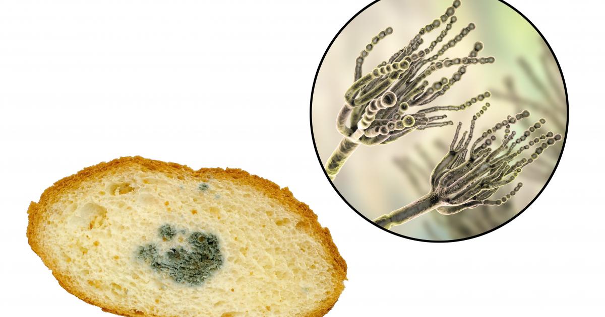 عفن الخبز… هل العفن على الطعام خطير؟