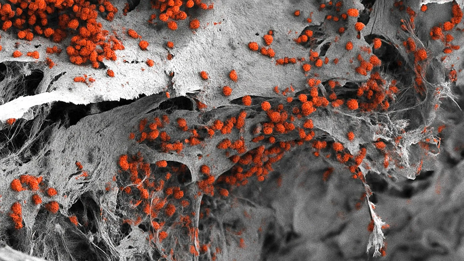 يقوم العلماء بتطوير “مصنع دم” بشري صغير يعمل بالفعل