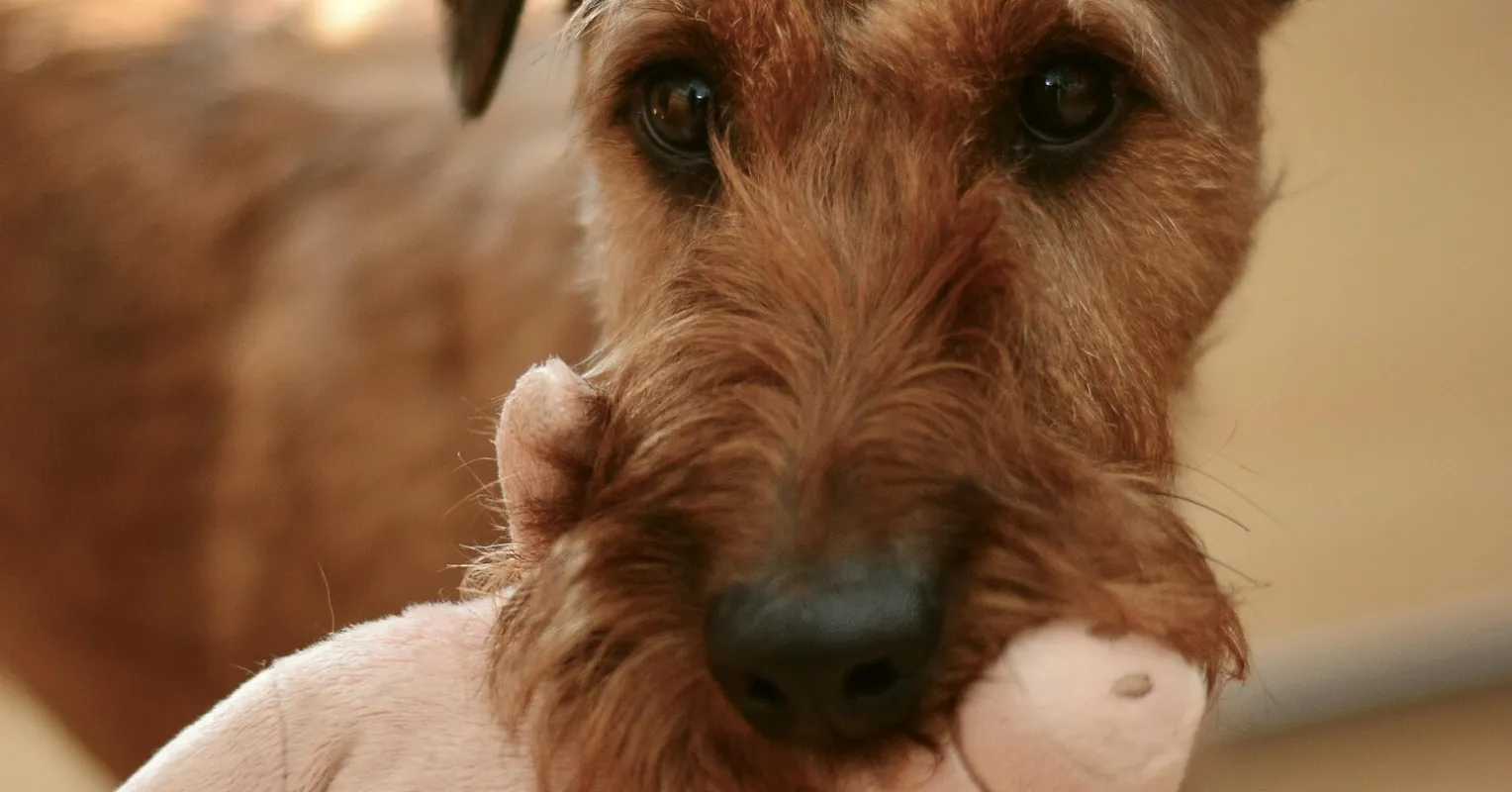 مقاطع الفيديو “اللطيفة” للحيوانات ليست لطيفة جدًا على الإطلاق