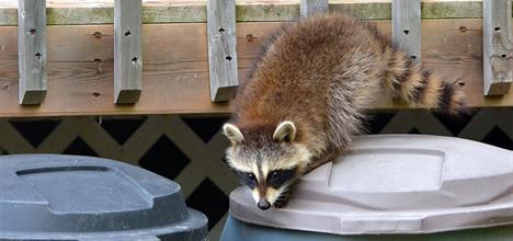 عدوى داء الكلب: كيف تحمي طفلك