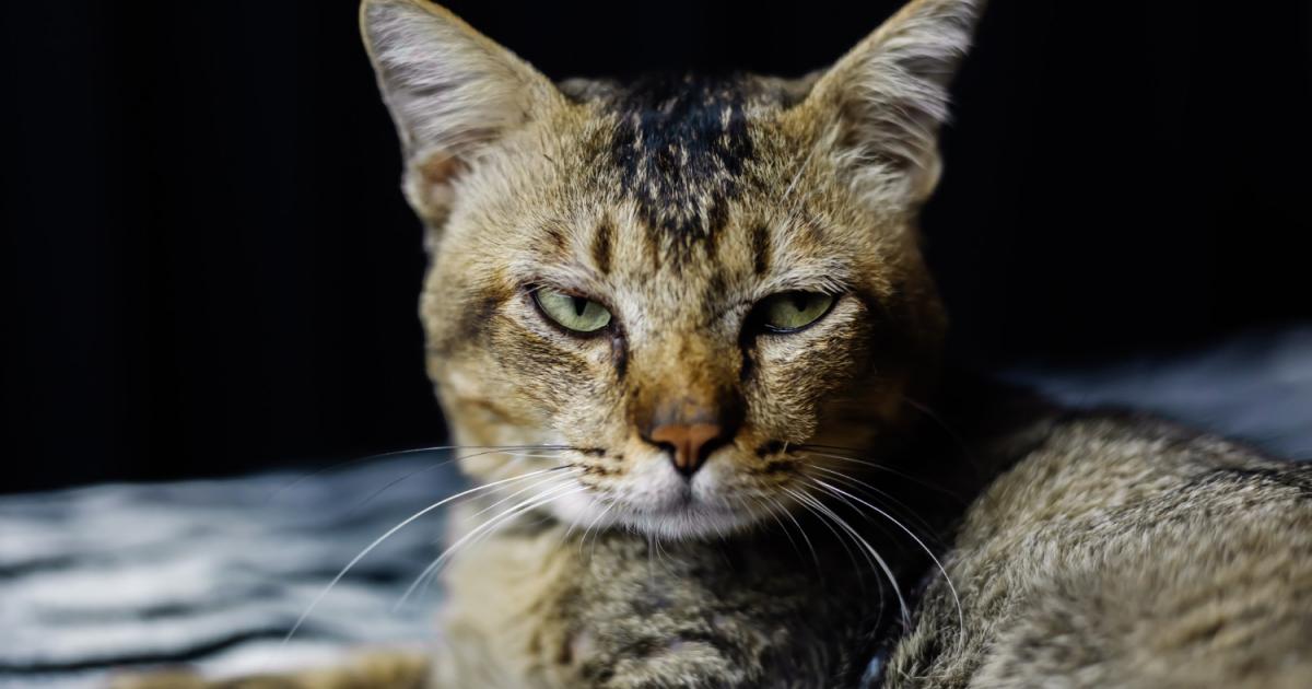 متى تكون خربشة القطط خطيرة ؟ فهم المخاطر وحدود القلق الصحي