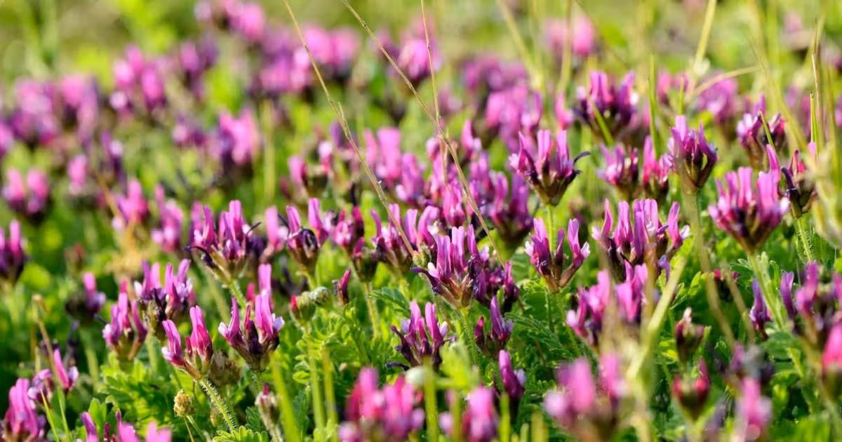 ما هي فوائد عشبة القتاد وما أضرارها وكيفية استعمالها؟