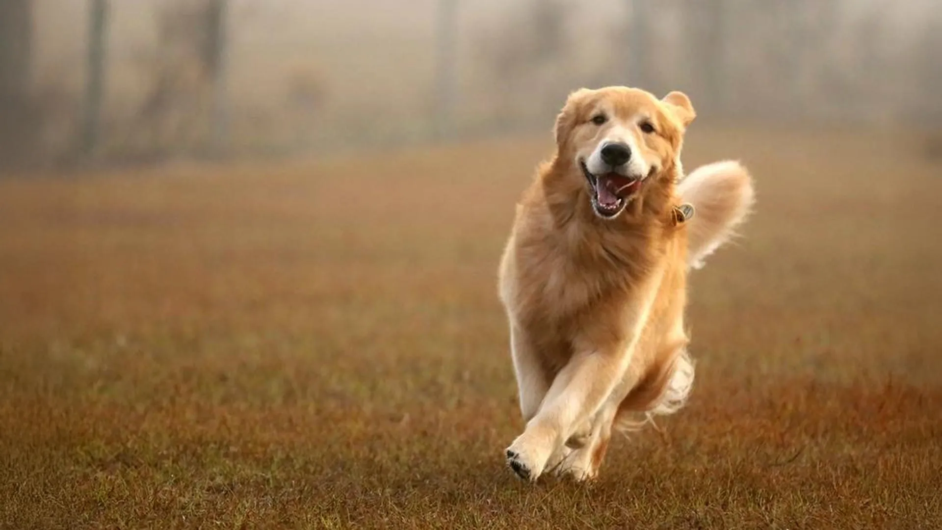 ترتبط جينات Golden Retriever بالقلق والعدوان والذكاء لدى الإنسان