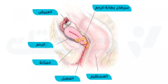 ما هي علامات سرطان بطانة الرحم وهل يمكن الشفاء منه؟
