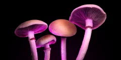 يمكن لعقار “الفطر السحري” الجديد علاج الاكتئاب دون هلوسة مخدرة
