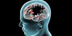 اكتشاف الجين الذي يعزز قدرة الدماغ على إصلاح نفسه