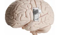 مفتاح مخفي في الدماغ ينظم الشهية ويعزز فهم السمنة
