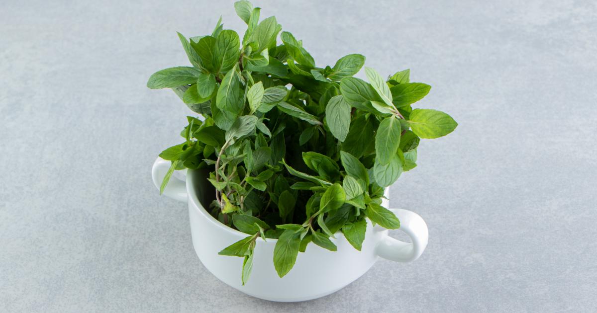 فوائد الأوريغانو لمرضى الضغط: هل يساعد فعلاً في خفض ضغط الدم؟