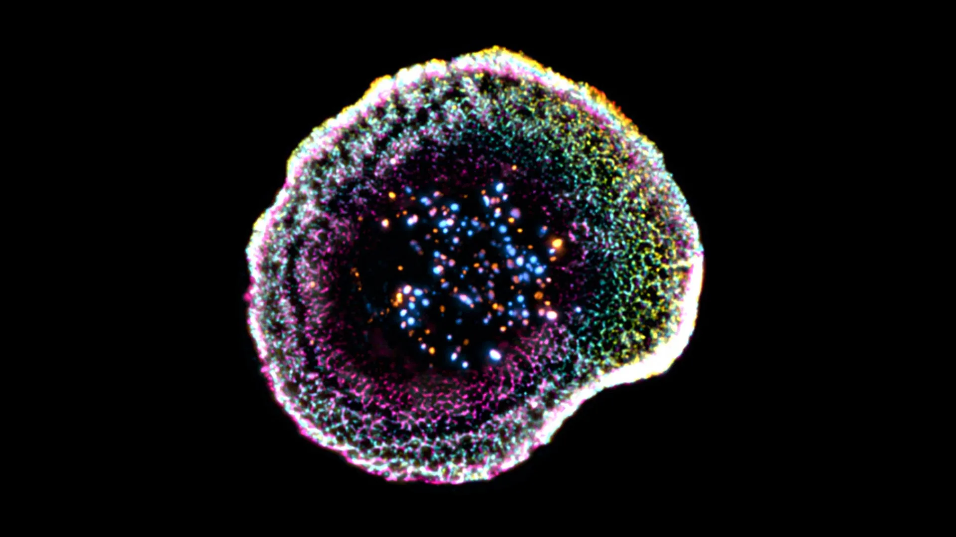 يُظهر أول عرض ثلاثي الأبعاد على الإطلاق كيف تقوم الخلايا التائية القاتلة بتدمير السرطان