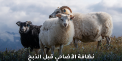 سلامة الأضاحي قبل الذبح: خطوات أساسية لسلامة اللحوم