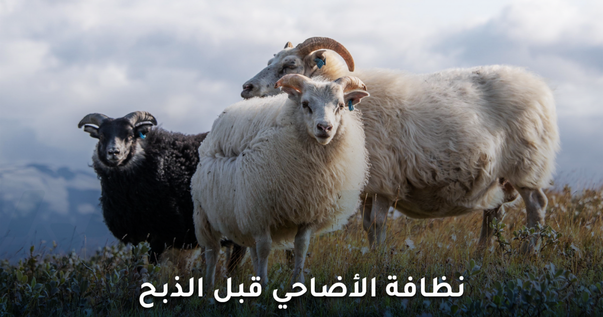 لماذا سلامة الأضاحي قبل الذبح خطوة أساسية لسلامة اللحوم؟