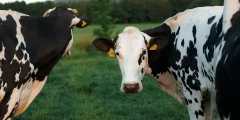 كيف تختبئ أنفلونزا الطيور H5N1 في أبقار الألبان؟