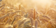 حل لغز حبوب لقاح الجاودار: اكتشاف قد يغير أبحاث السرطان