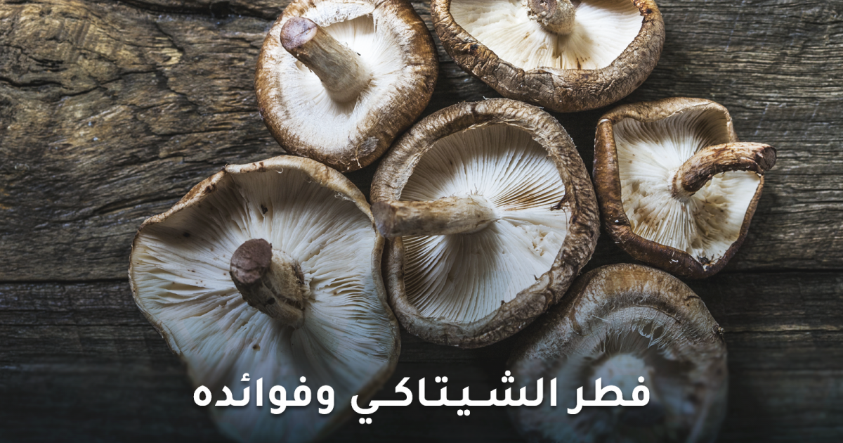 فوائد فطر الشيتاكي وما تقوله الدراسات عن مكملاته