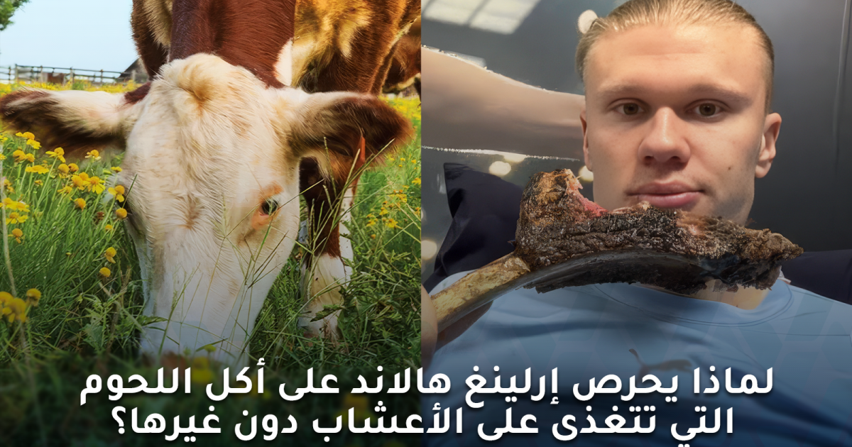 لماذا يعتمد النظام الغذائي لإرلينغ هالاند على اللحوم العشبية؟