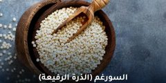 فوائد السورغم للصحة ومرضى السكري – دليل شامل